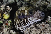 Arothron diadematus poisson ballon masque-Safaga Coral Beach-7m-20171123nuit-Denis-ADER-DSC_3679_tn